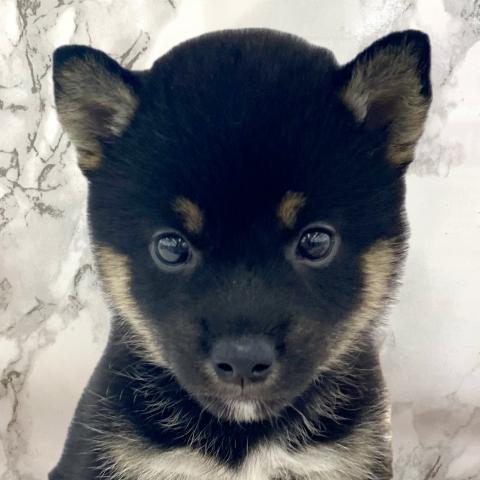 埼玉県の柴犬(標準サイズ) (NICO PET 三郷店/2025年6月21日生まれ/女の子/黒)の子犬の1枚目の画像