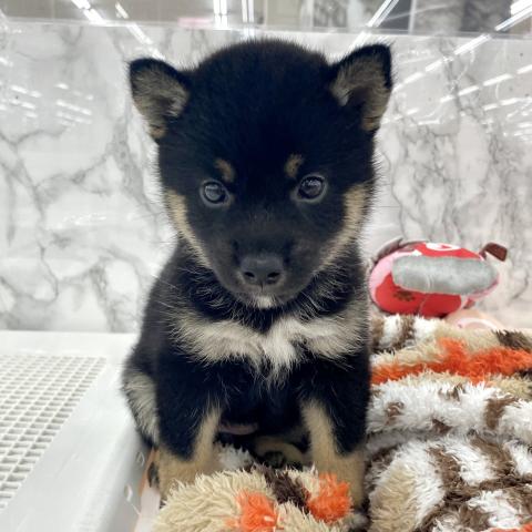 埼玉県の柴犬(標準サイズ) (NICO PET 三郷店/2025年6月21日生まれ/女の子/黒)の子犬の2枚目の画像