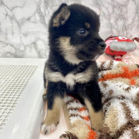 埼玉県の柴犬(標準サイズ) (NICO PET 三郷店/2025年6月21日生まれ/女の子/黒)の子犬の3枚目の画像