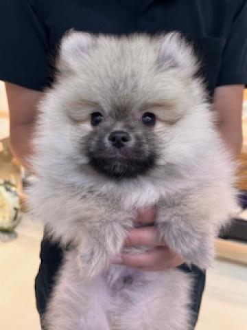 MIX