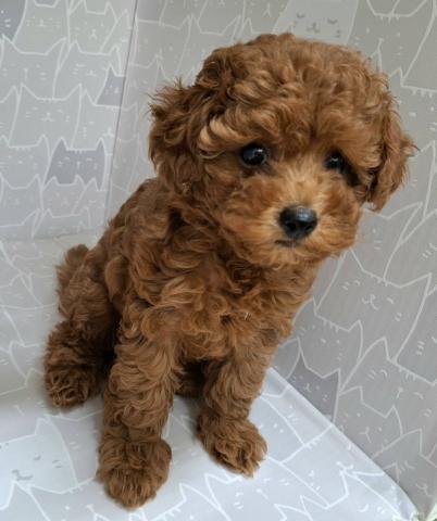 富山県のトイプードル(トイ) (ペットアミ宮野店/2025年6月12日生まれ/女の子/レッド)の子犬の1枚目の画像