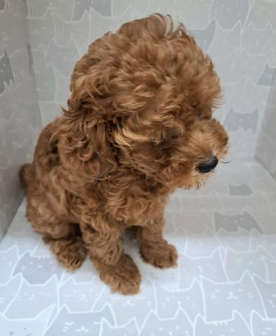 富山県のトイプードル(トイ) (ペットアミ宮野店/2025年6月12日生まれ/女の子/レッド)の子犬の4枚目の画像