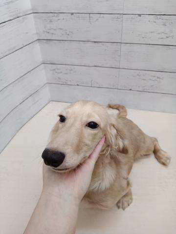 ミニチュアダックスフンド