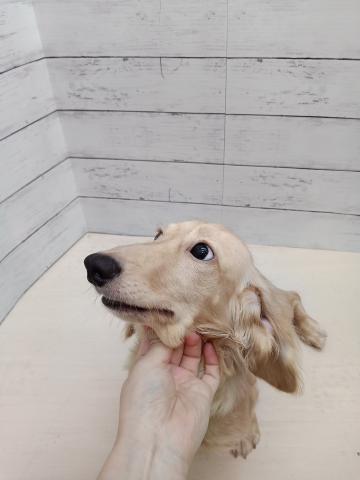 ミニチュアダックスフンド