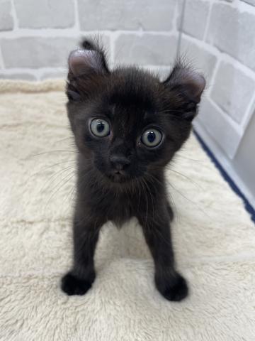 三重県のアメリカンカール (ペットアミ 松阪店/2025年5月24日生まれ/男の子/ブラック)の子猫の1枚目の画像