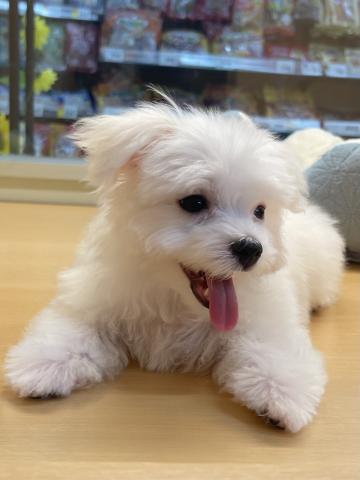三重県のマルチーズ (ペットアミ 松阪店/2025年5月15日生まれ/男の子/ホワイト)の子犬の1枚目の画像