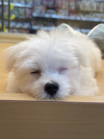 三重県のマルチーズ (ペットアミ 松阪店/2025年5月15日生まれ/男の子/ホワイト)の子犬の3枚目の画像