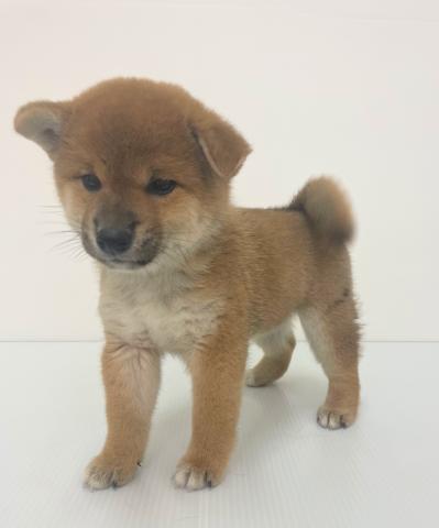 新潟県の柴犬(標準サイズ) (ペットアミ 新発田店/2025年6月21日生まれ/女の子/レッド)の子犬の1枚目の画像