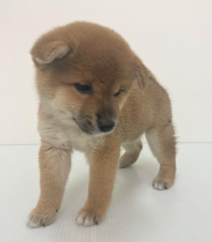 新潟県の柴犬(標準サイズ) (ペットアミ 新発田店/2025年6月21日生まれ/女の子/レッド)の子犬の2枚目の画像