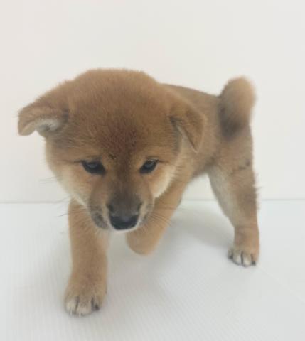 新潟県の柴犬(標準サイズ) (ペットアミ 新発田店/2025年6月21日生まれ/女の子/レッド)の子犬の3枚目の画像