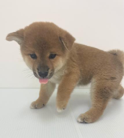 新潟県の柴犬(標準サイズ) (ペットアミ 新発田店/2025年6月21日生まれ/女の子/レッド)の子犬の4枚目の画像