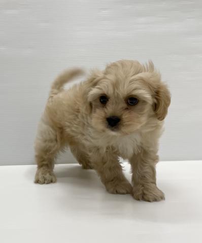 和歌山県のハーフ犬・ミックス犬 (ペットアミ 岩出店/2025年6月21日生まれ/男の子/その他色)の子犬の1枚目の画像
