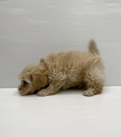 和歌山県のハーフ犬・ミックス犬 (ペットアミ 岩出店/2025年6月21日生まれ/男の子/その他色)の子犬の3枚目の画像