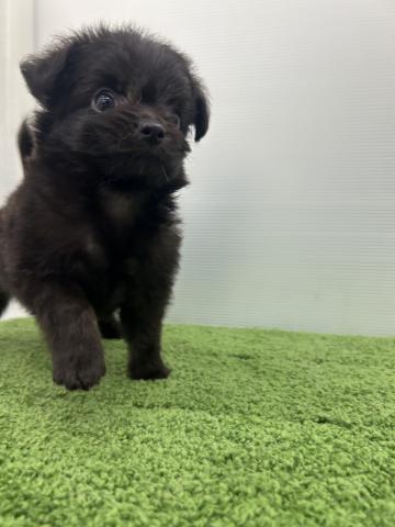 秋田県のハーフ犬・ミックス犬 (ペットアミ 本荘インター店/2025年6月7日生まれ/男の子/シルバー)の子犬の4枚目の画像
