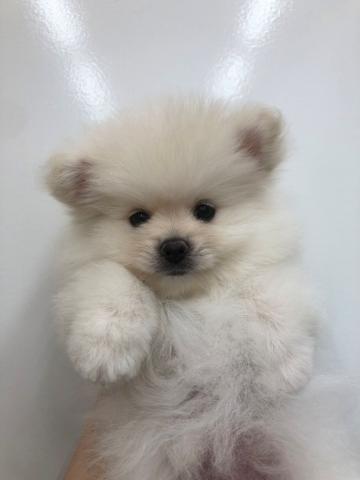 秋田県のポメラニアン (ペットアミ 本荘インター店/2025年5月31日生まれ/男の子/クリーム)の子犬の1枚目の画像