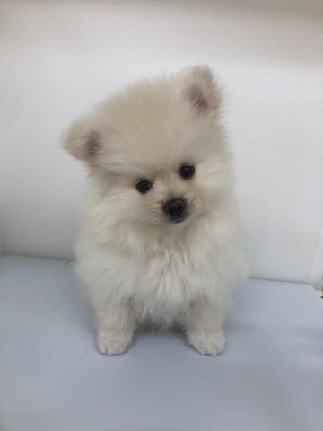 秋田県のポメラニアン (ペットアミ 本荘インター店/2025年5月31日生まれ/男の子/クリーム)の子犬の2枚目の画像