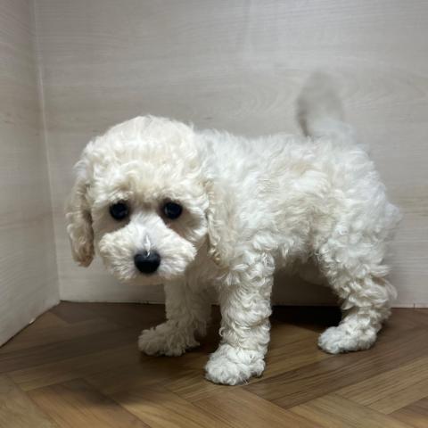 和歌山県のハーフ犬・ミックス犬 (ペットアミ 和歌山インター店/2025年6月13日生まれ/男の子/クリーム)の子犬の1枚目の画像