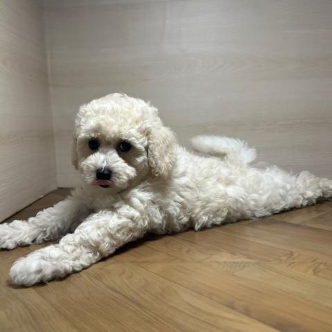 和歌山県のハーフ犬・ミックス犬 (ペットアミ 和歌山インター店/2025年6月13日生まれ/男の子/クリーム)の子犬の2枚目の画像