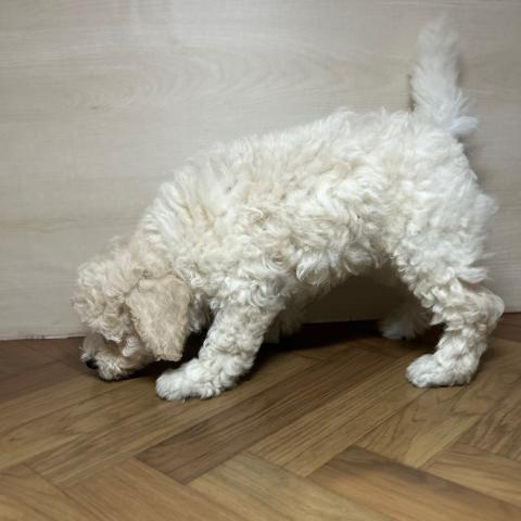 和歌山県のハーフ犬・ミックス犬 (ペットアミ 和歌山インター店/2025年6月13日生まれ/男の子/クリーム)の子犬の3枚目の画像