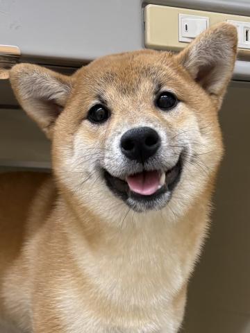 柴犬