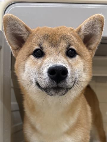 柴犬