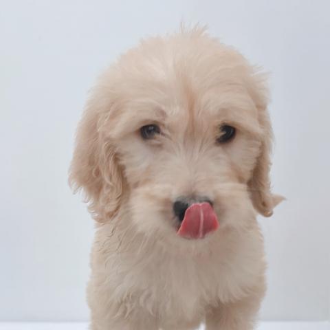新潟県のハーフ犬・ミックス犬 (ペットアミ 新津店/2025年6月13日生まれ/男の子/その他色)の子犬