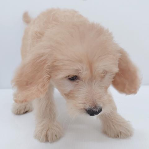新潟県のハーフ犬・ミックス犬 (ペットアミ 新津店/2025年6月13日生まれ/男の子/その他色)の子犬の4枚目の画像