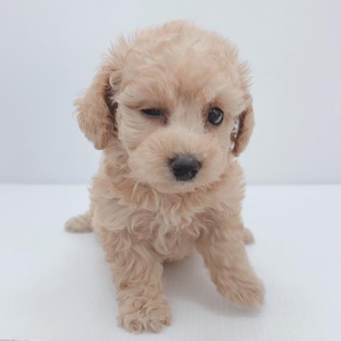 新潟県のトイプードル(トイ) (ペットアミ 新津店/2025年6月14日生まれ/女の子/アプリコット)の子犬