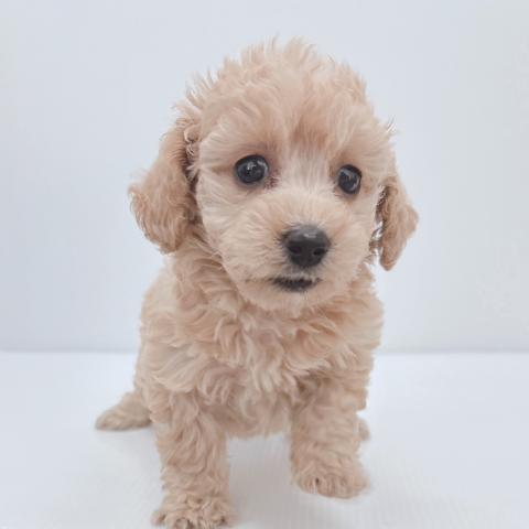 新潟県のトイプードル(トイ) (ペットアミ 新津店/2025年6月14日生まれ/女の子/アプリコット)の子犬の2枚目の画像