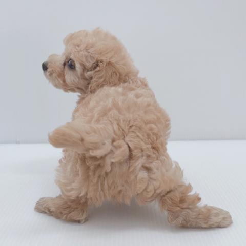 新潟県のトイプードル(トイ) (ペットアミ 新津店/2025年6月14日生まれ/女の子/アプリコット)の子犬の4枚目の画像