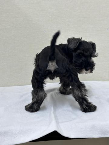 ミニチュアシュナウザー