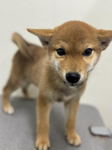 新潟県の柴犬(標準サイズ) (ペットアミ 小千谷店/2025年5月3日生まれ/男の子/赤)の子犬の1枚目の画像