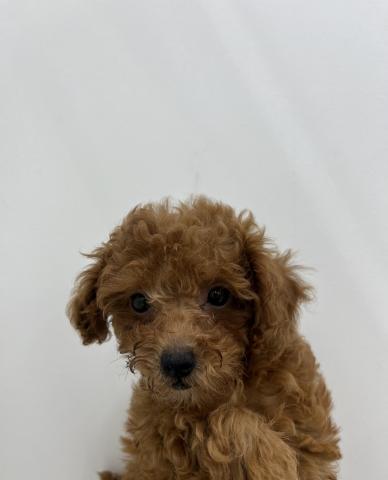 三重県のトイプードル(トイ) (ペットアミ 名張店/2025年6月21日生まれ/女の子/レッド)の子犬の1枚目の画像