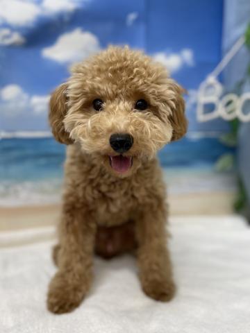 新潟県のトイプードル(トイ) (ペットアミ 十日町店/2025年2月8日生まれ/男の子/アプリコット)の子犬の2枚目の画像