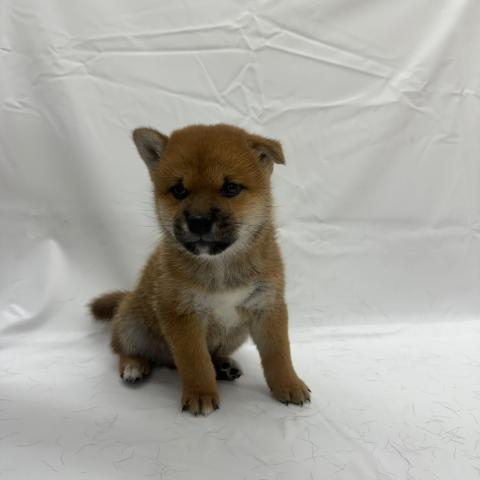 大阪府の柴犬(標準サイズ) (ビバペッツ 和泉中央店/2025年6月21日生まれ/男の子/赤)の子犬の1枚目の画像