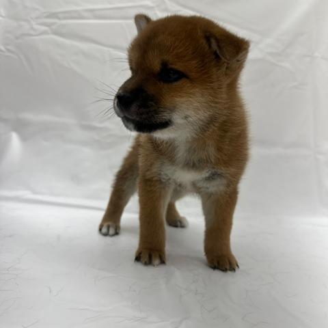 大阪府の柴犬(標準サイズ) (ビバペッツ 和泉中央店/2025年6月21日生まれ/男の子/赤)の子犬の2枚目の画像