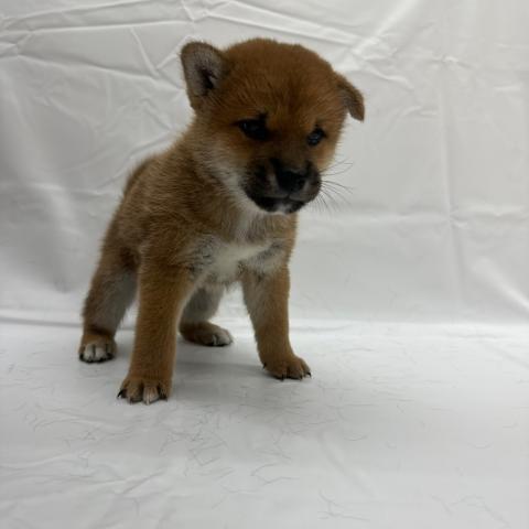大阪府の柴犬(標準サイズ) (ビバペッツ 和泉中央店/2025年6月21日生まれ/男の子/赤)の子犬の3枚目の画像