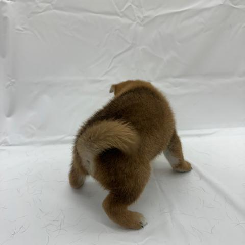 大阪府の柴犬(標準サイズ) (ビバペッツ 和泉中央店/2025年6月21日生まれ/男の子/赤)の子犬の4枚目の画像