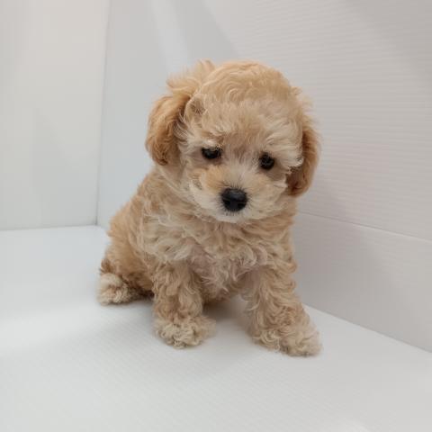 長野県のトイプードル(トイ) (ペットアミ 中野店/2025年6月21日生まれ/男の子/アプリコット)の子犬