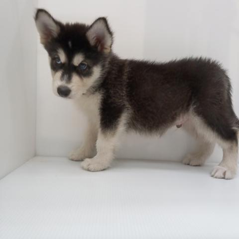 長野県のハーフ犬・ミックス犬 (ペットアミ 中野店/2025年6月22日生まれ/男の子/ブラックホワイト)の子犬