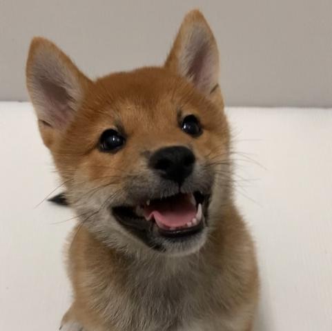 岩手県の柴犬(標準サイズ) (ペットアミ 花巻店/2025年6月6日生まれ/男の子/赤)の子犬の1枚目の画像