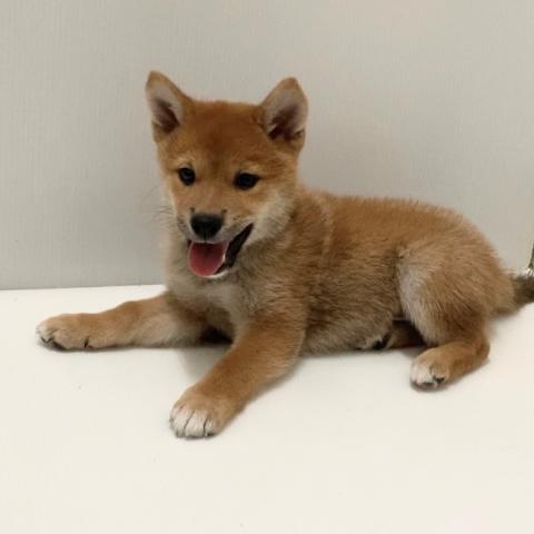 岩手県の柴犬(標準サイズ) (ペットアミ 花巻店/2025年6月6日生まれ/男の子/赤)の子犬の2枚目の画像