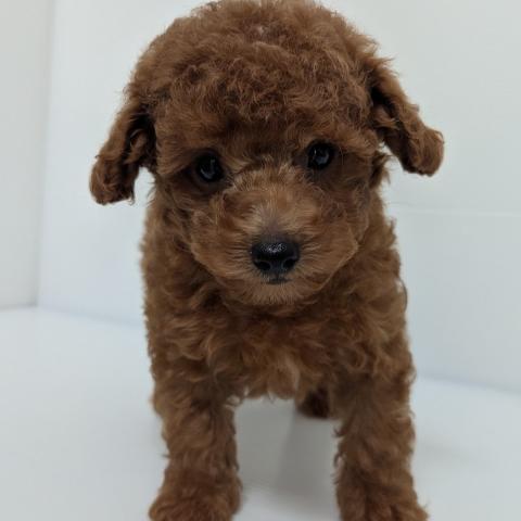 トイプードル