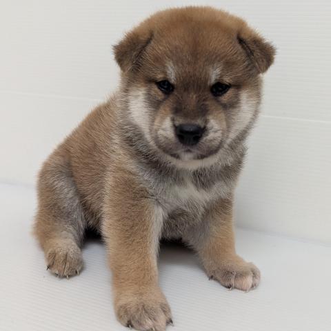 秋田県の柴犬(標準サイズ) (ペットアミ 大曲店/2025年6月21日生まれ/男の子/赤)の子犬の1枚目の画像