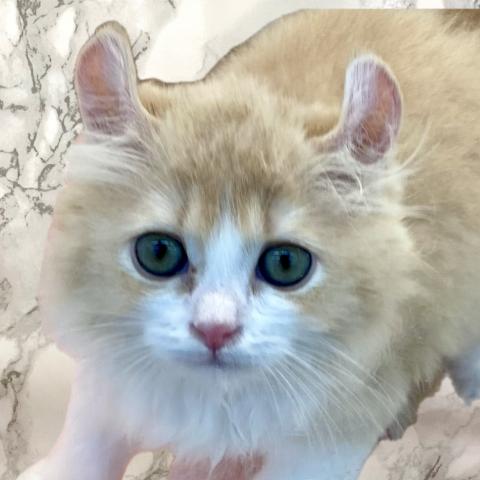 埼玉県のアメリカンカール (NICO PET 三郷店/2025年6月14日生まれ/男の子/クリームタビーホワイト)の子猫の1枚目の画像