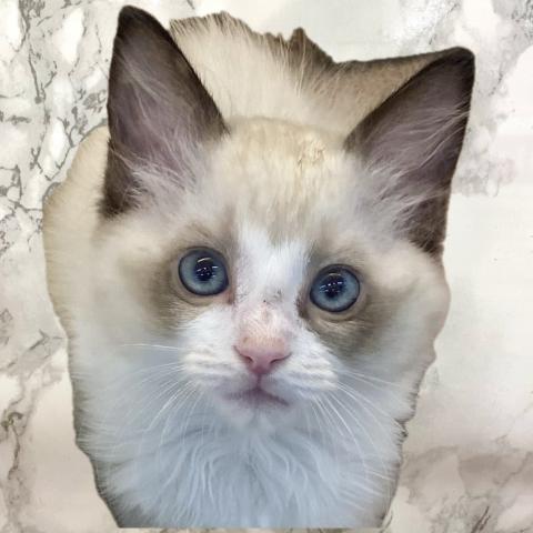 埼玉県のラグドール (NICO PET 三郷店/2025年6月9日生まれ/男の子/シールポイントバイカラー)の子猫の1枚目の画像