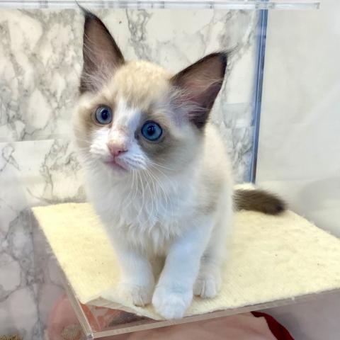 埼玉県のラグドール (NICO PET 三郷店/2025年6月9日生まれ/男の子/シールポイントバイカラー)の子猫の3枚目の画像