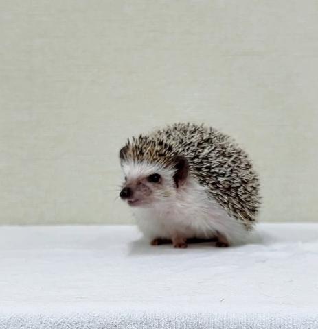 ハリネズミ