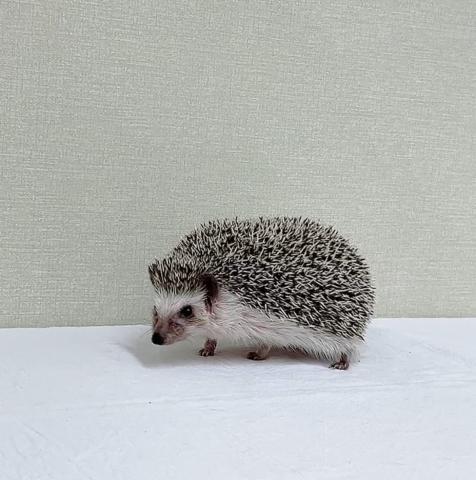 ハリネズミ