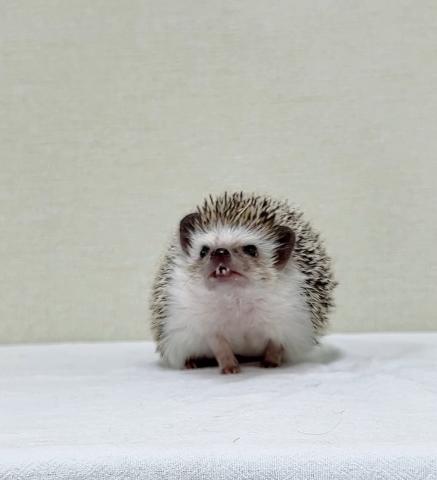 ハリネズミ